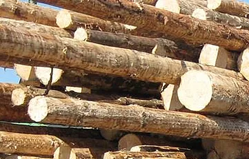 Transportes para empresas forestales